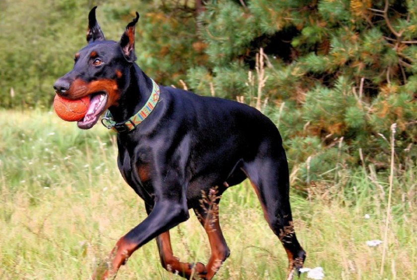 Доберман Доберман