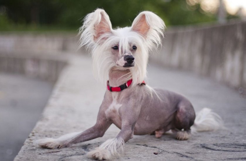 Бесшерстная китайская хохлатая собака Бесшерстная китайская хохлатая собака