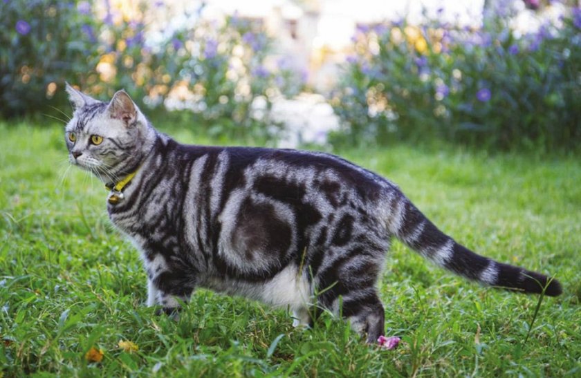 Американская короткошерстная кошка