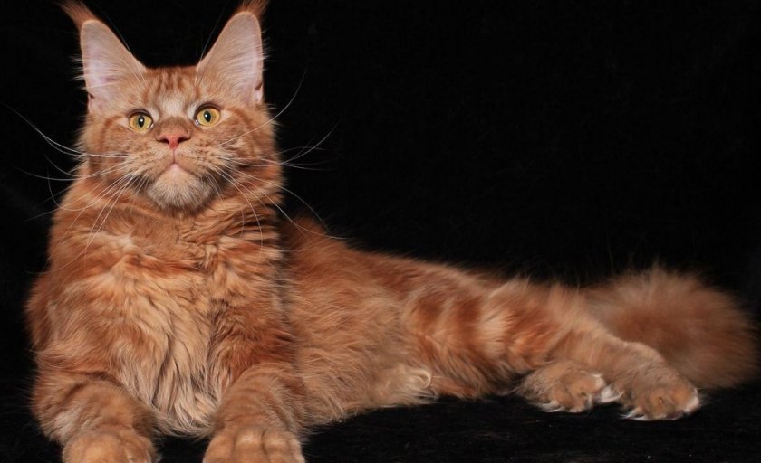 Окрас красный солид