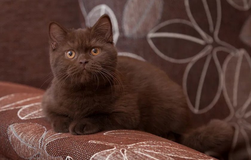 Шоколадный окрас кошки