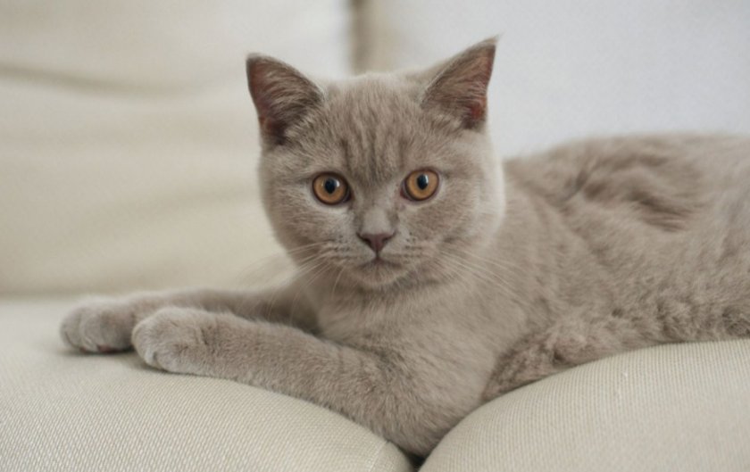 Лиловый окрас