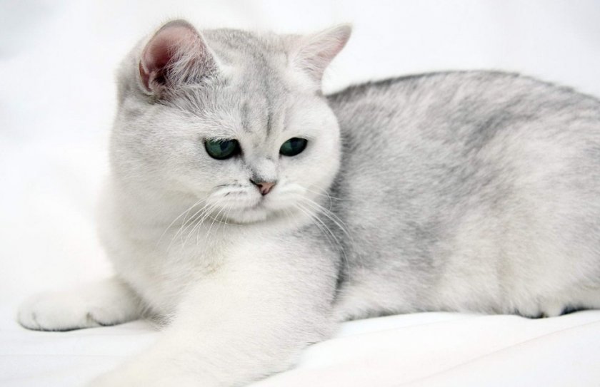 Окрас шиншилла