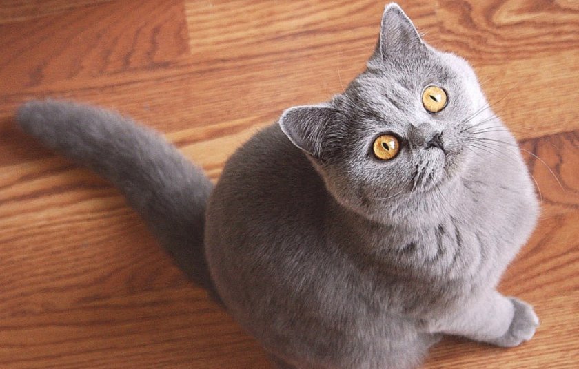 Британская короткошерстная кошка
