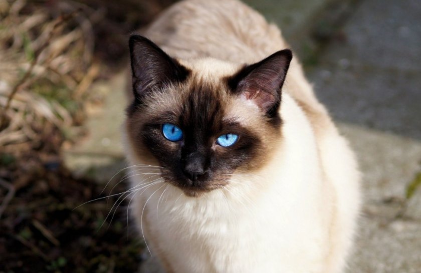 Сиамская кошка