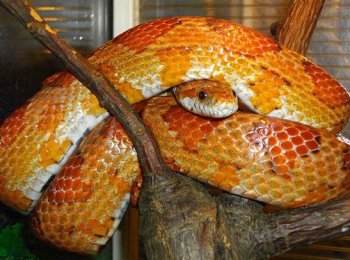 Где содержать и чем кормить маисового полоза в домашних условиях?