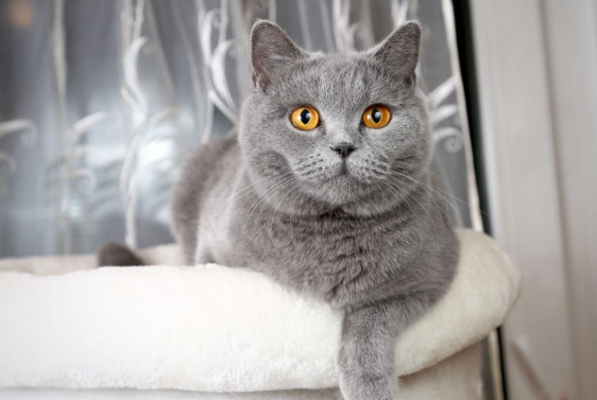 Британская короткошерстная кошка