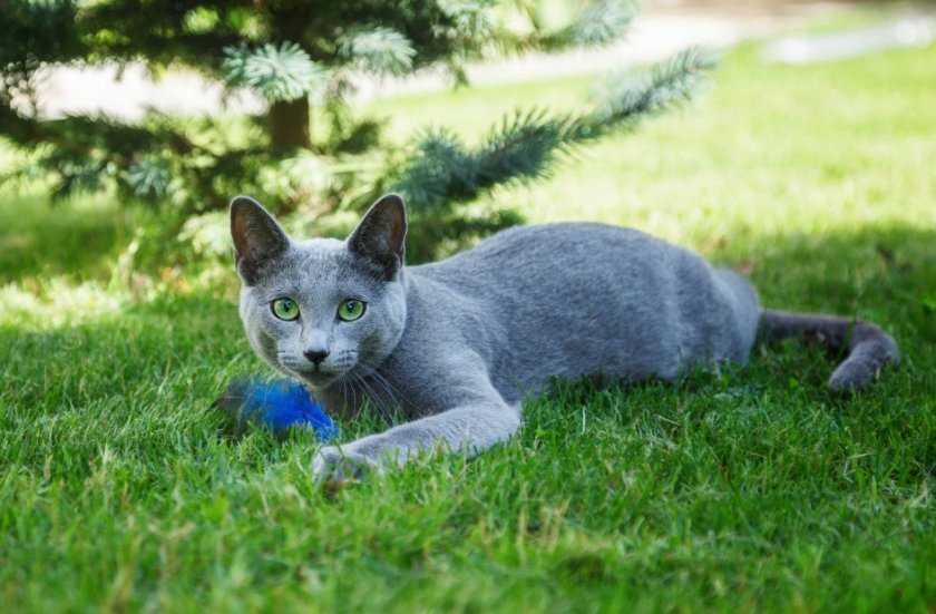 Русская голубая кошка Русская голубая кошка