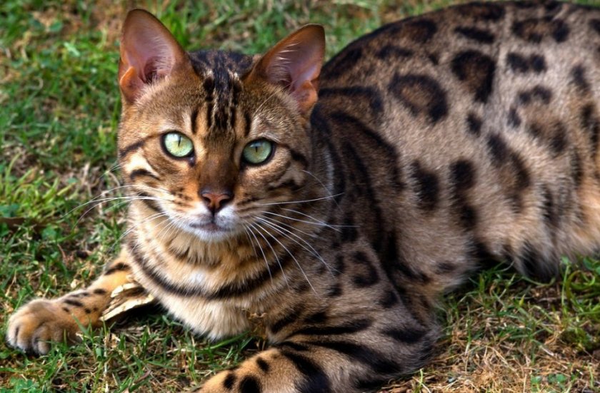 Бенгальская кошка Бенгальская кошка