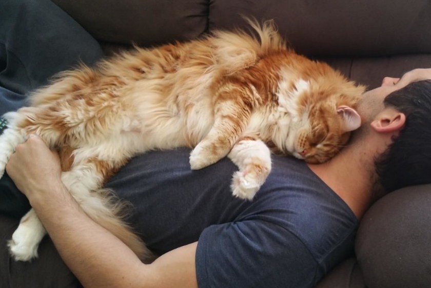 Кошка спит с хозяином
