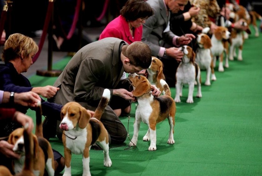 Пес на выставке Пес на выставке