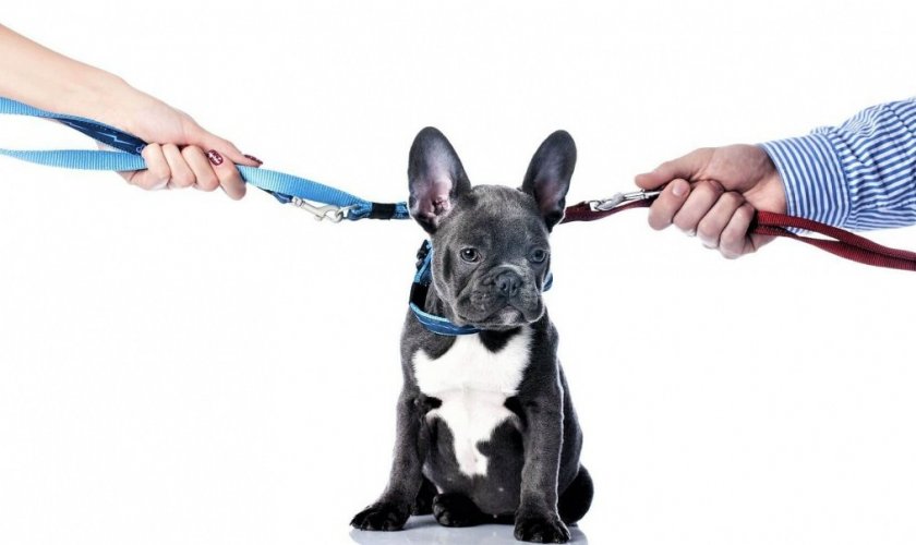 Французский бульдог Французский бульдог