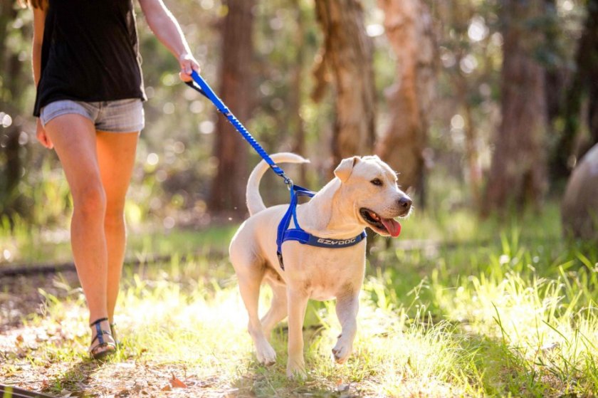 Собака на поводке Собака на поводке
