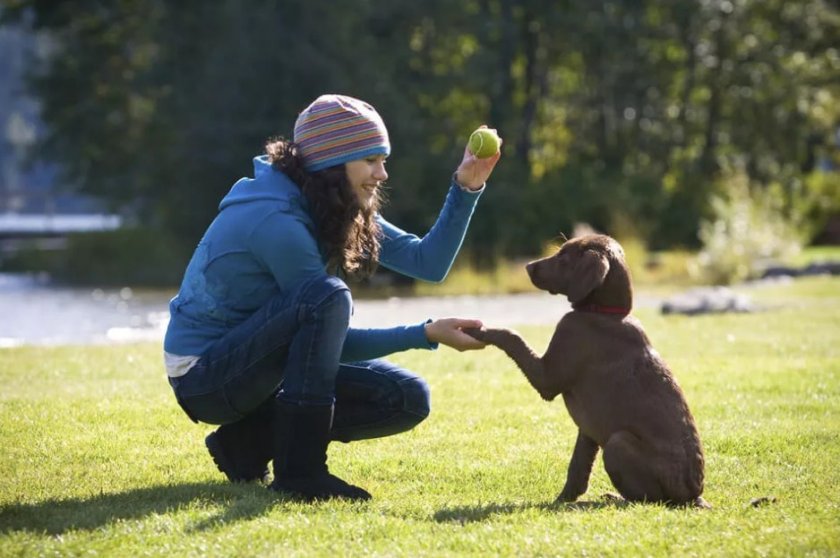 Дрессировка собаки Дрессировка собаки