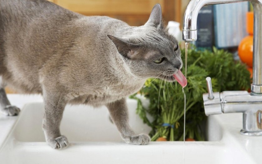 Кошка пьет воду