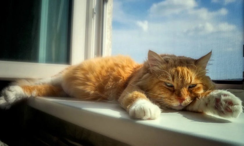 Перегрев у кошки