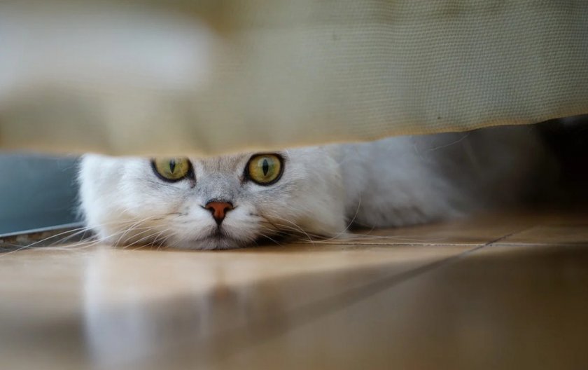 Кошка прячется