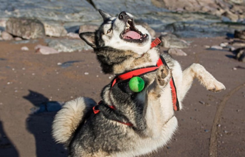 Хаски играет