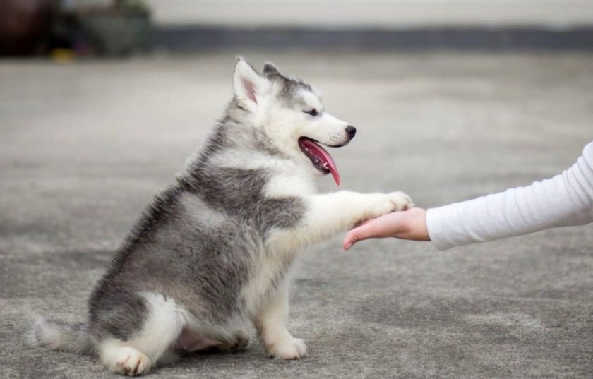 Дрессировка хаски