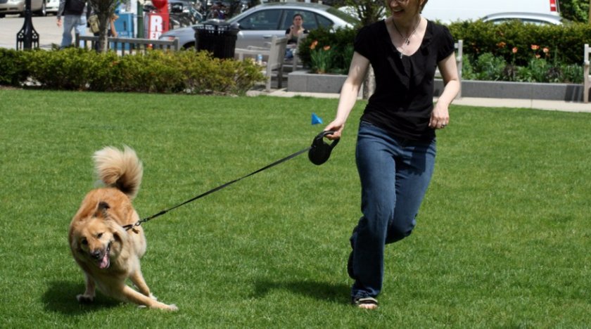 Собака на поводке-рулетке