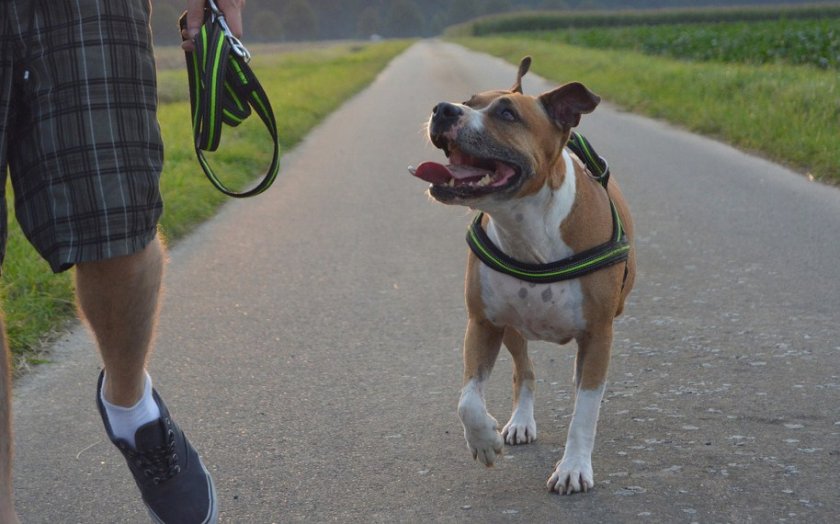 Выгул собаки без поводка Выгул собаки без поводка