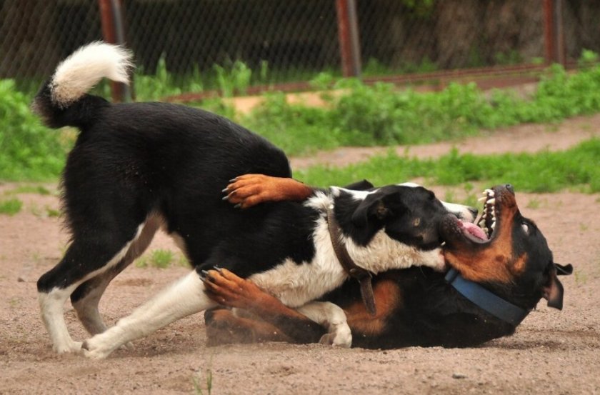 Драка собак Драка собак