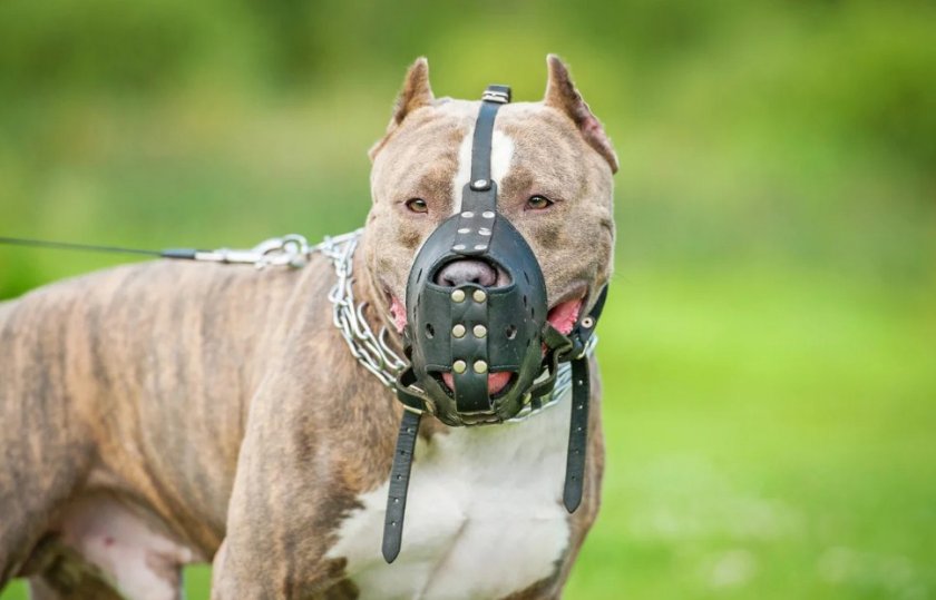 Собака в наморднике Собака в наморднике