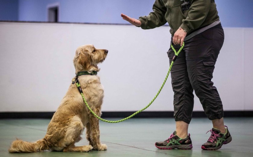 Дрессировка собаки Дрессировка собаки