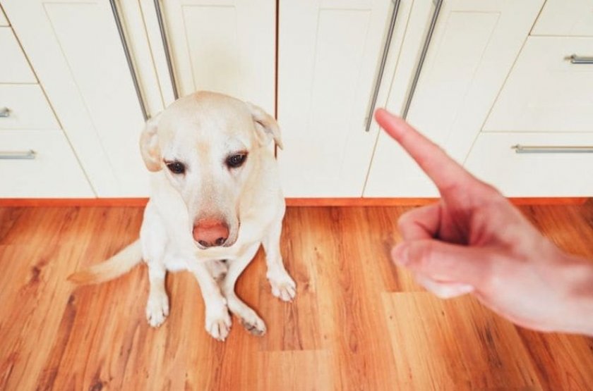 Наказание собаки Наказание собаки