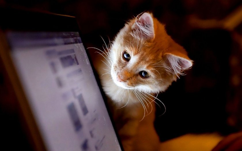 Любопытный котик