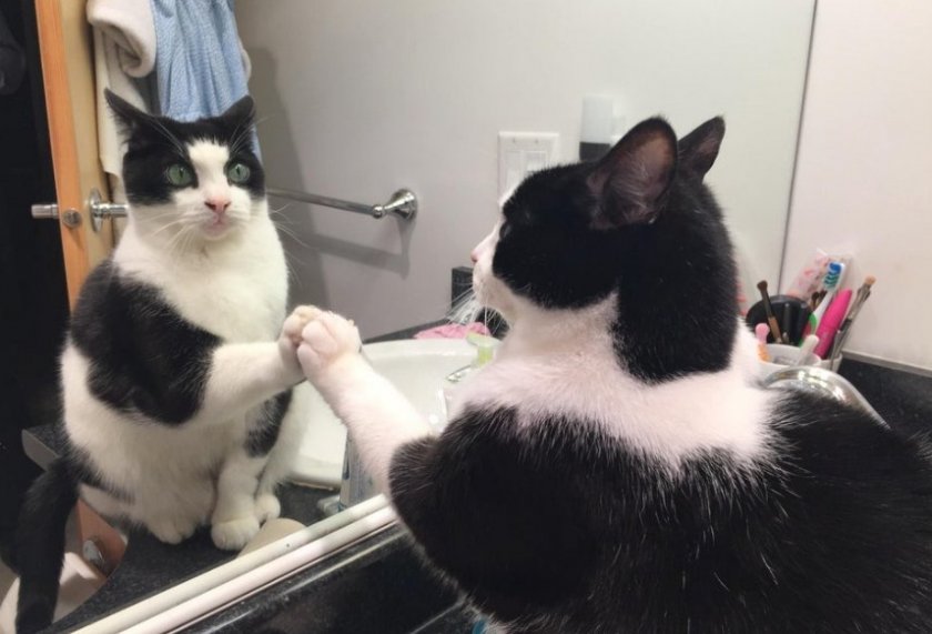 Кот в зеркале