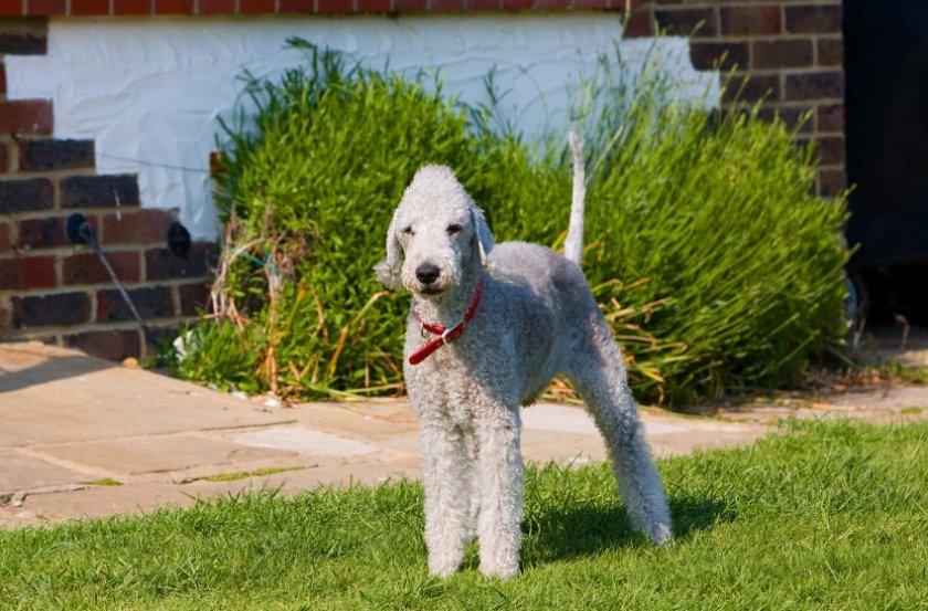 Бедлингтон терьер