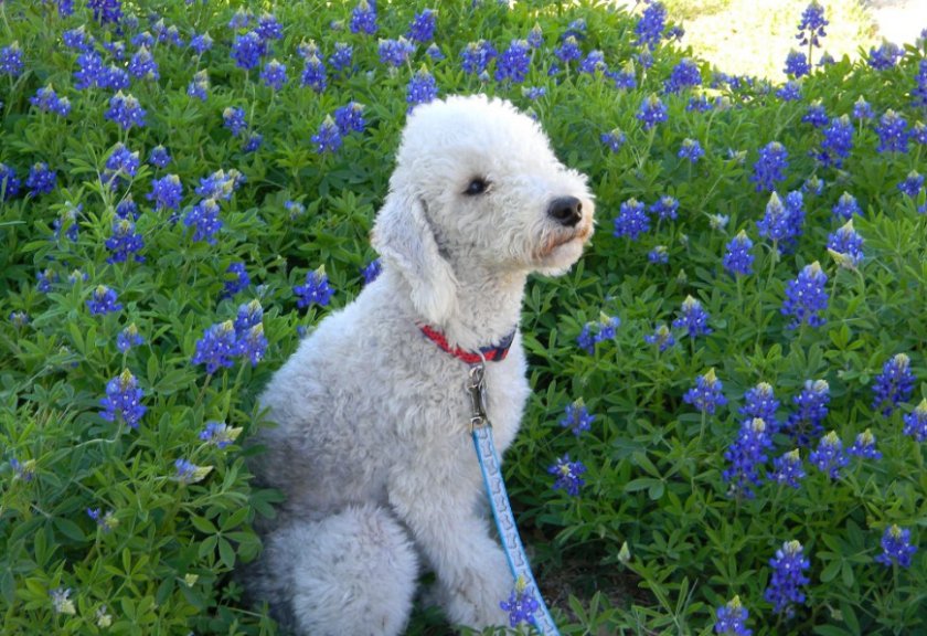 Бедлингтон терьер