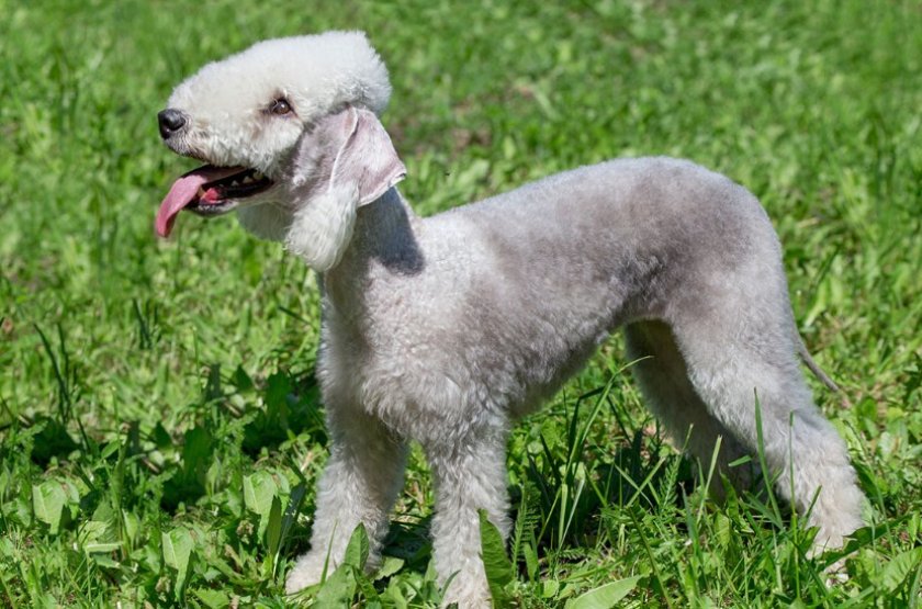 Бедлингтон терьер