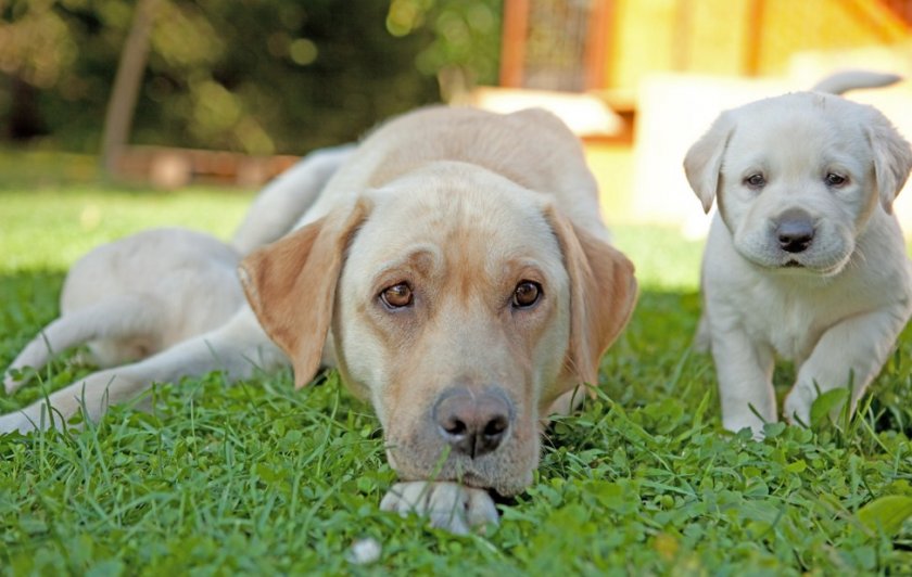 Щенок и взрослая собака