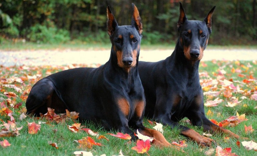 Доберман