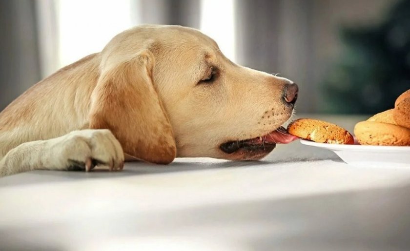 Собака ворует печенье со стола