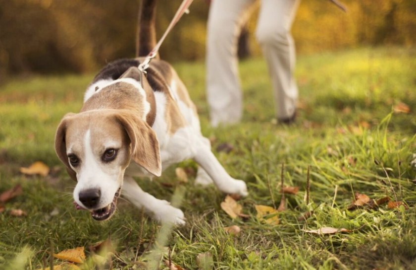 Собака тянет поводок