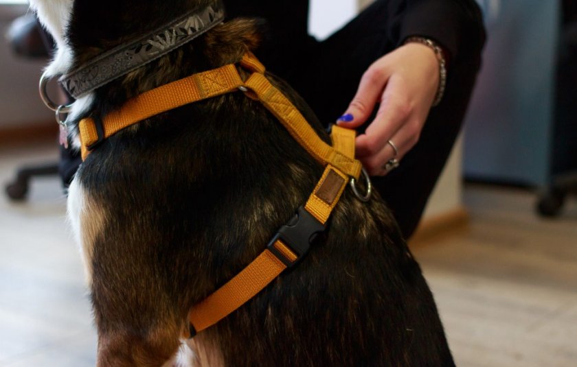 Поводок для собаки