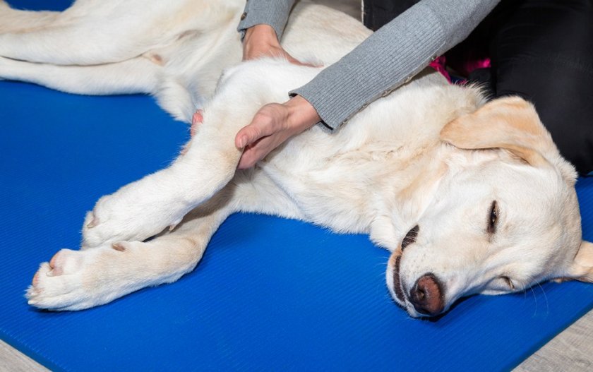 Лечение собаки