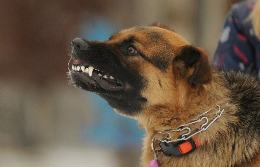 Собака рычит