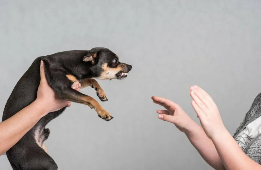 Агрессивная собака