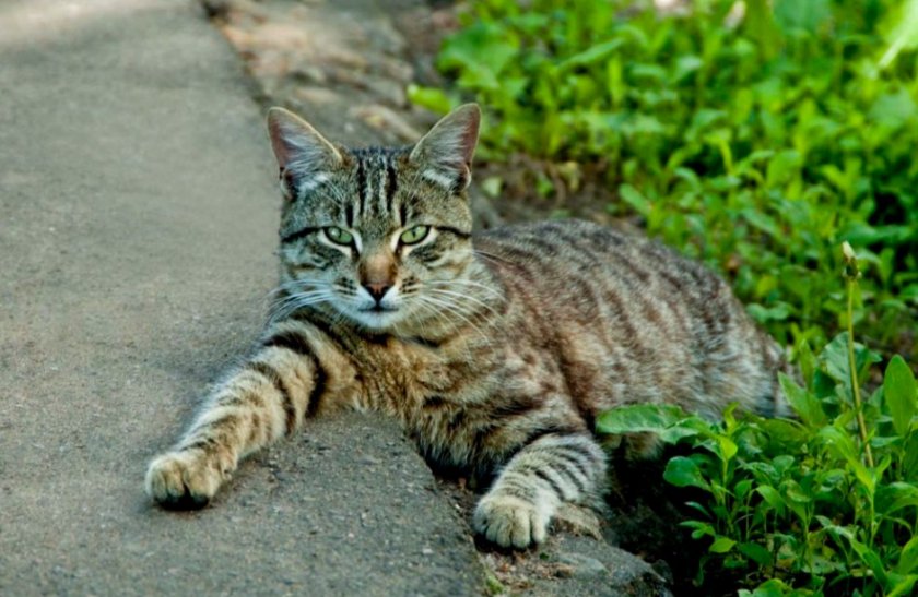 Беспородный кот