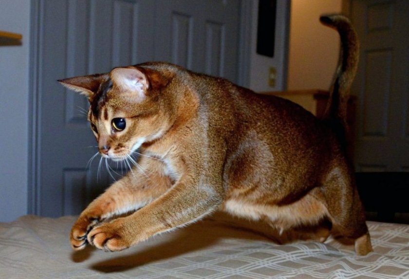 Породистая кошка