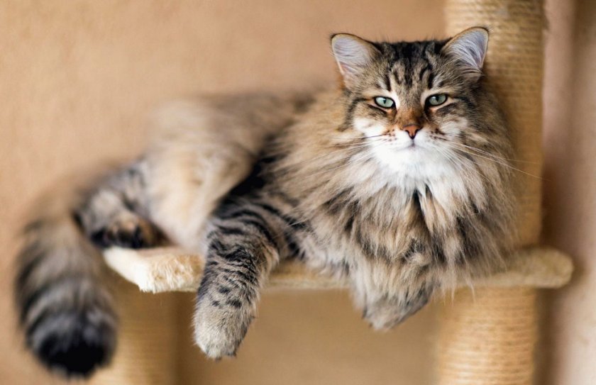 Сибирская кошка