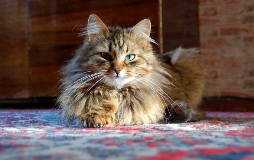 Норвежская лесная кошка