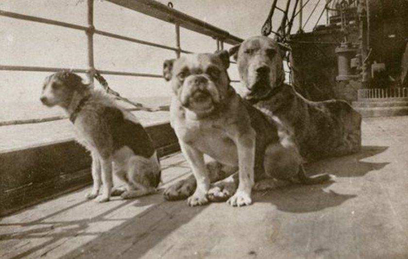Собаки на Титанике