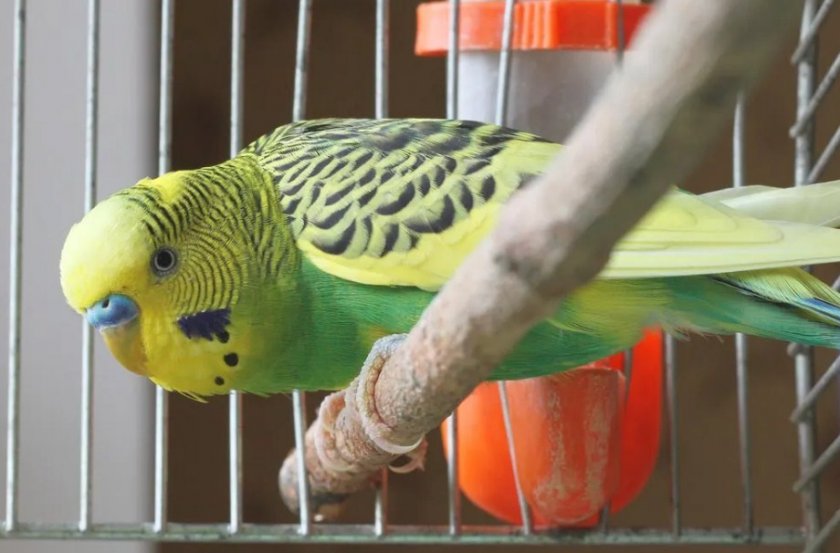 Попугай Попугай