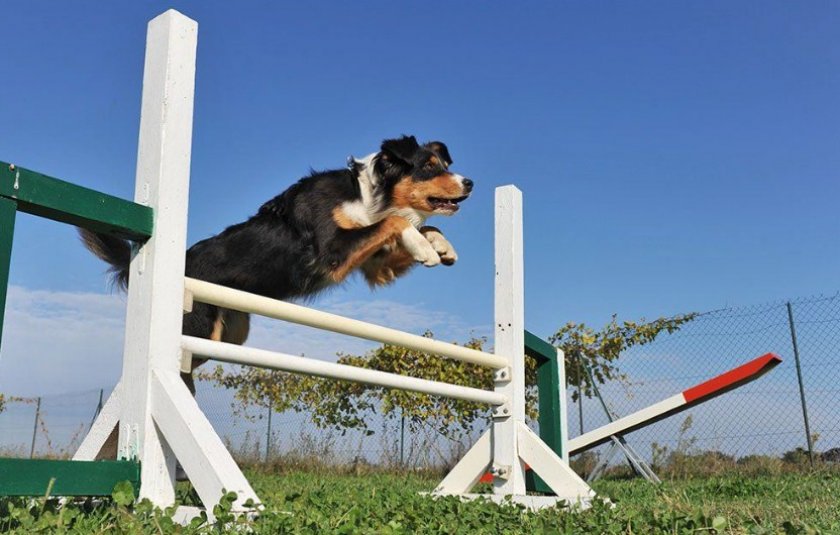 Бег с преградами