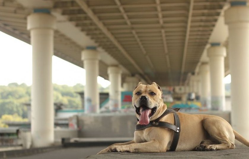 Игры с собакой